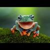 froggyfrog126